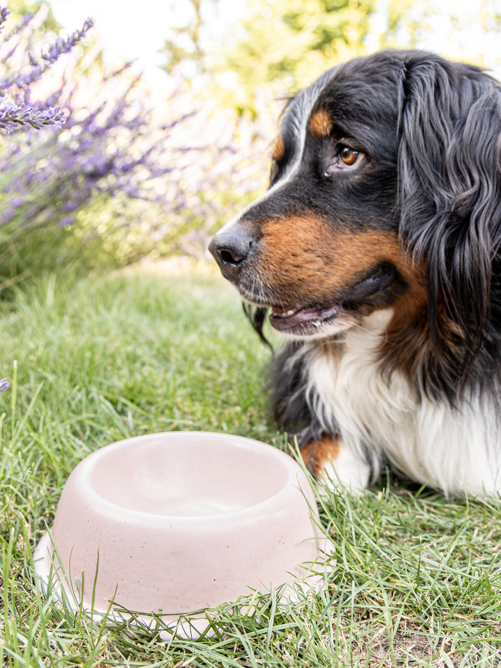 Pet Bowl Marshmallow Big