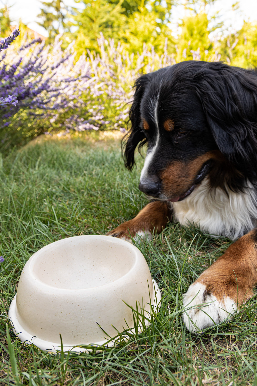 Pet Bowl Vanilla Big