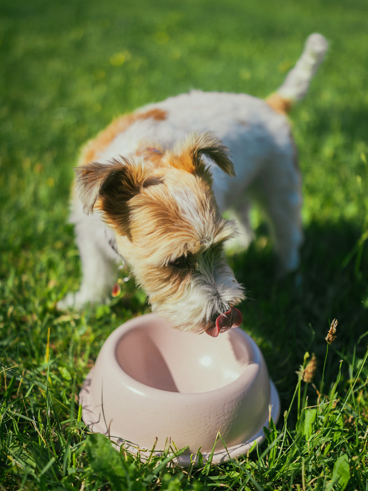 Pet Bowl Marshmallow Big