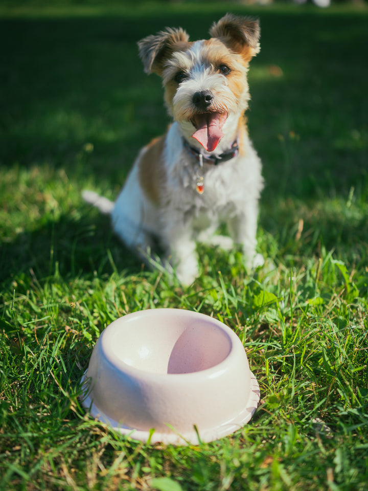 Pet Bowl Marshmallow Big