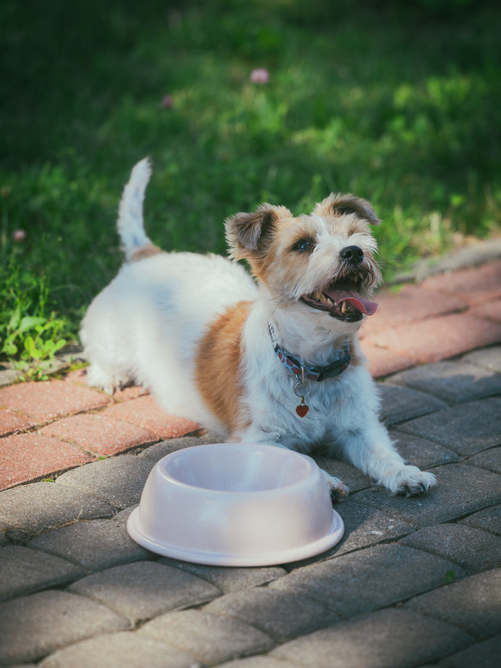 Pet Bowl Marshmallow Big